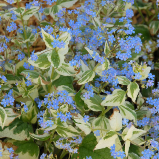 Varigated Siberian Bugloss  | Brunnera macrophylla