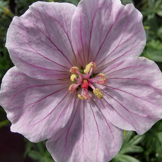 'Frivolous Flashing Pink' Hardy Geranium |