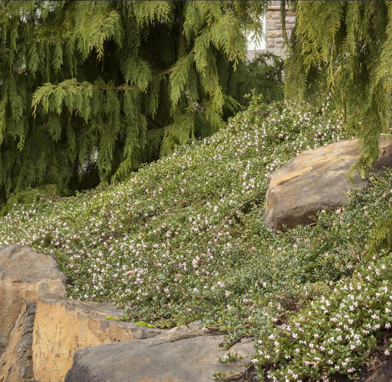 Massachusetts Kinnikinnick | Arctostaphylos uva-ursi 'Massachusetts'