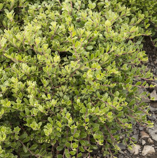Massachusetts Kinnikinnick | Arctostaphylos uva-ursi 'Massachusetts'