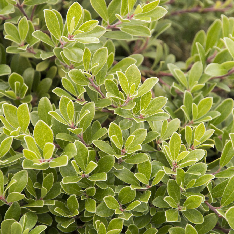 Massachusetts Kinnikinnick | Arctostaphylos uva-ursi 'Massachusetts'