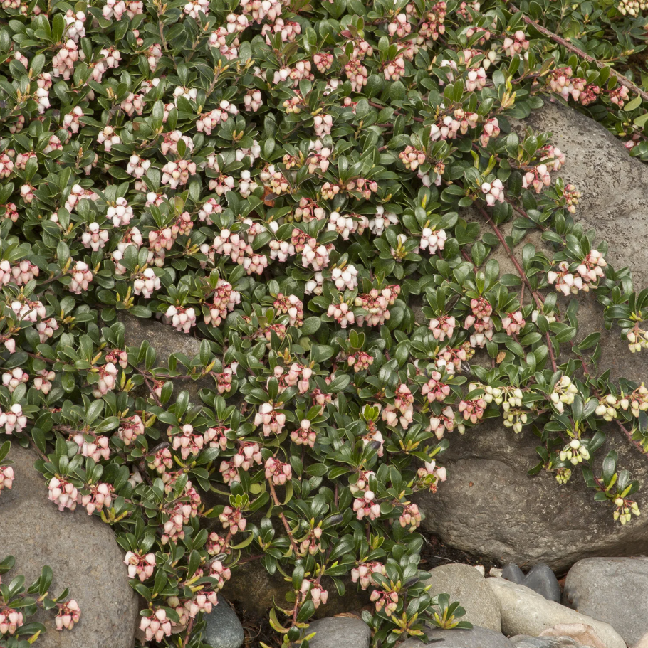 Massachusetts Kinnikinnick | Arctostaphylos uva-ursi 'Massachusetts'