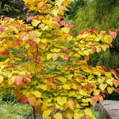 Flame Thrower® Redbud | Cercis canadensis