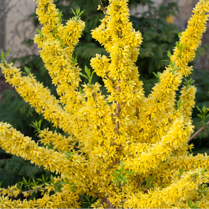 Show Off Forsythia | Forsythia × intermedia 'Mindor'