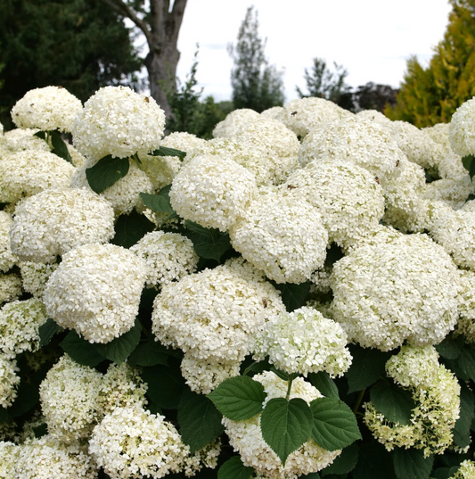 Incrediball Storm Proof™ Smooth Hydrangea | Hydrangea arborescens