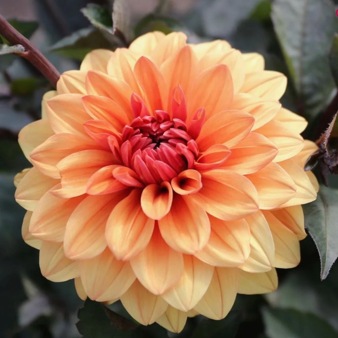 Dahlia Tubers
