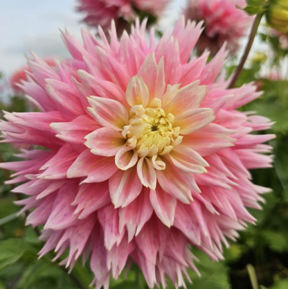 Dahlia Tubers