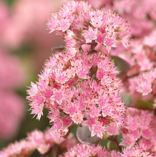 Sedum 'Matrona'