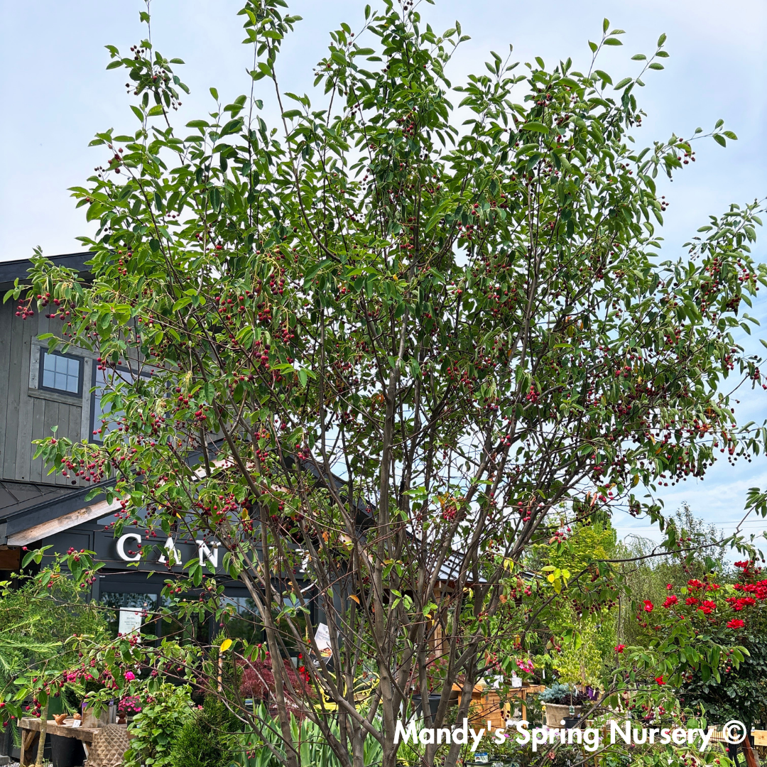 Autumn Brilliance Serviceberry | Amelanchier x grandiflora