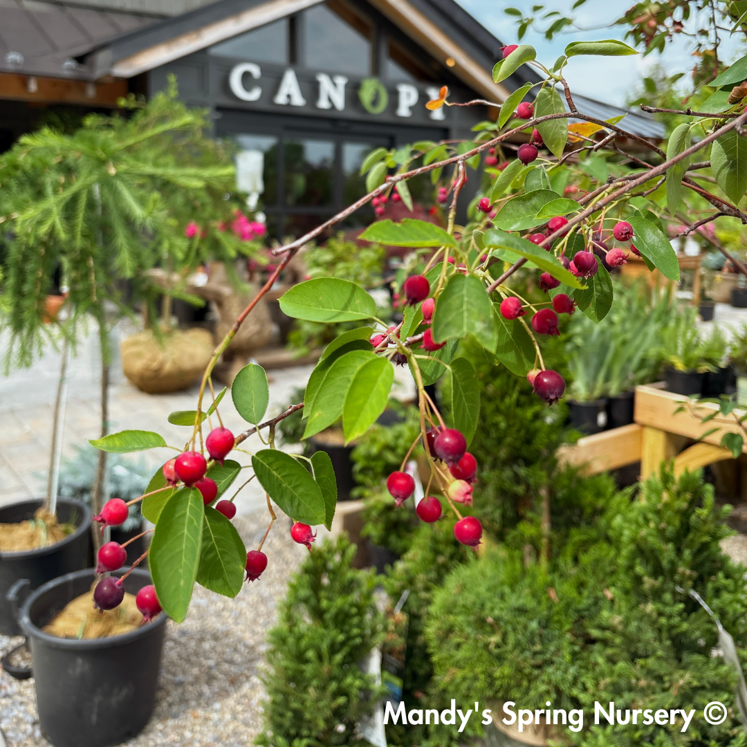 Autumn Brilliance Serviceberry | Amelanchier x grandiflora