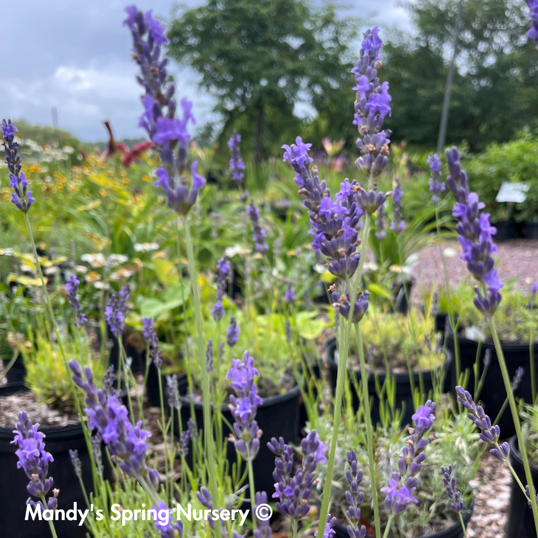 english lavender plants for sale Phenomenal®' English Lavender