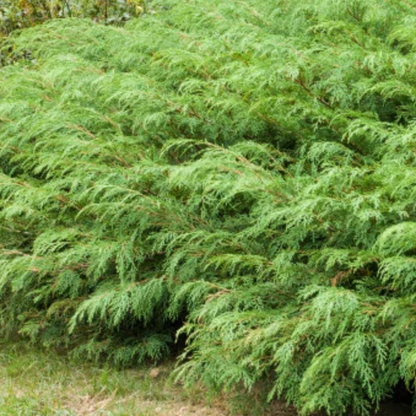 Siberian Carpet Cypress | Microbiota decussata