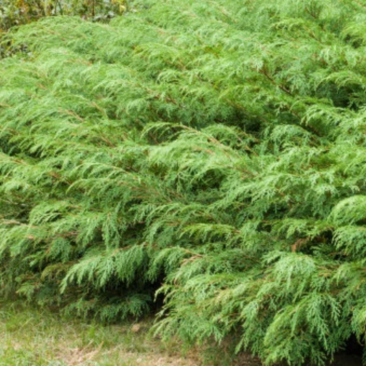 Siberian Carpet Cypress | Microbiota decussata