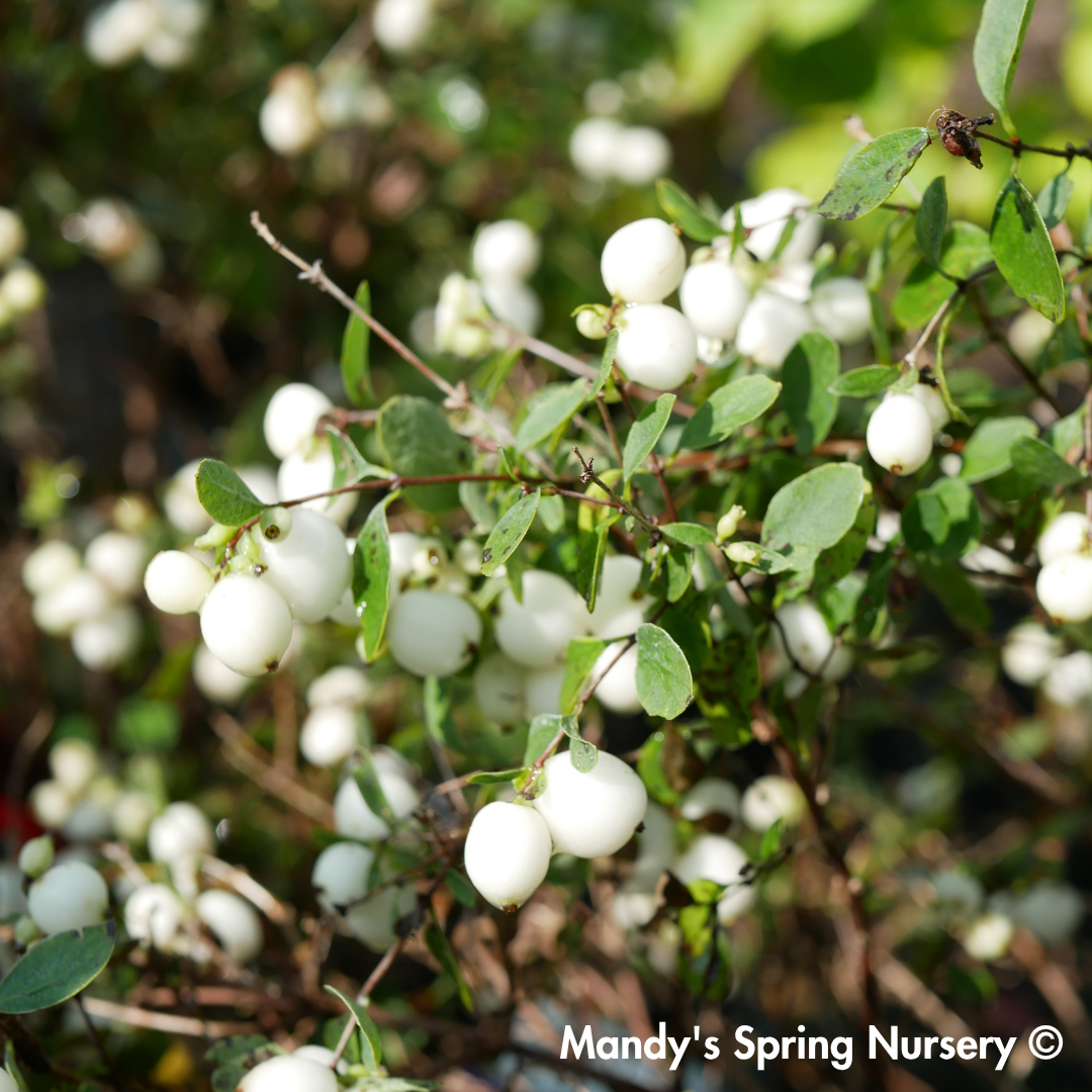 Galaxy Snowberry | Symphoricarpos x doorenbosii