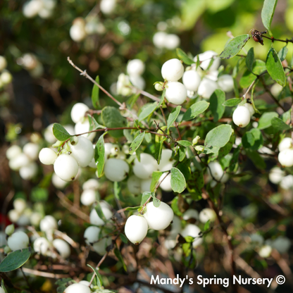 Galaxy Snowberry | Symphoricarpos x doorenbosii