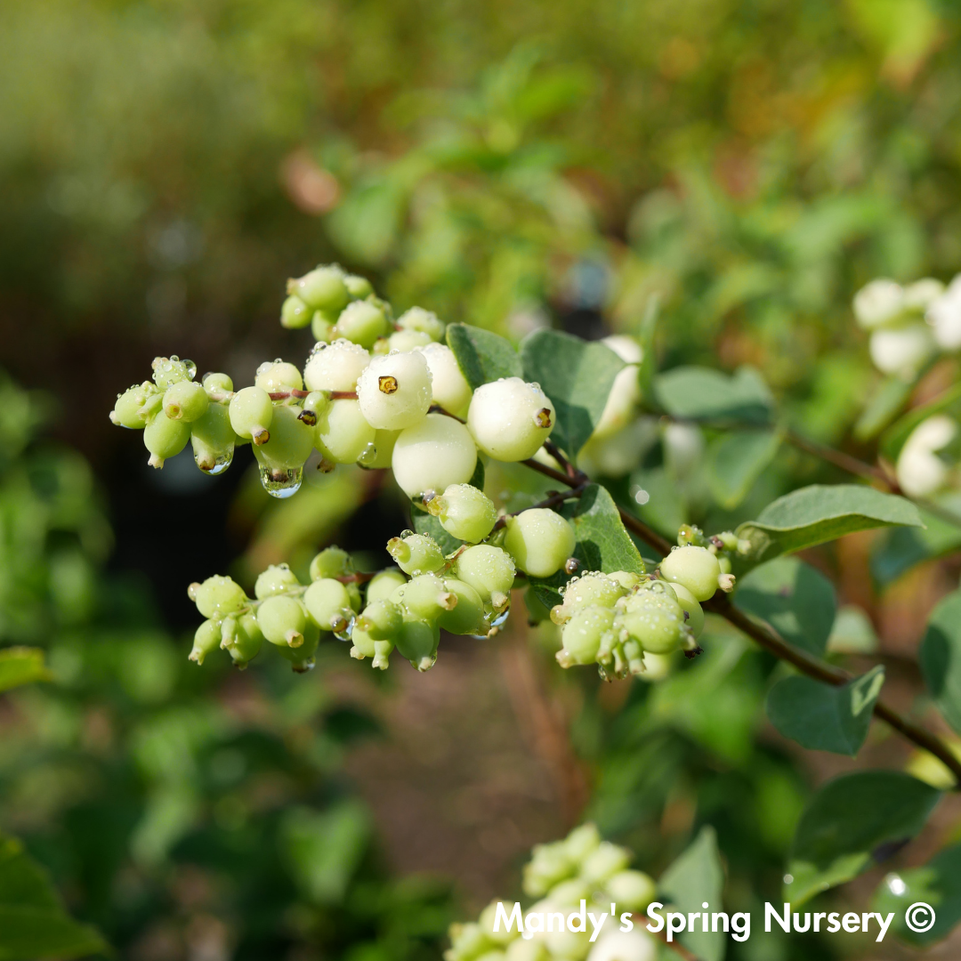Galaxy Snowberry | Symphoricarpos x doorenbosii
