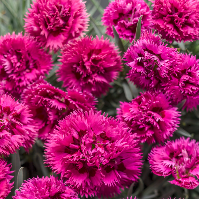 Fruit Punch® 'Spiked Punch' Dianthus
