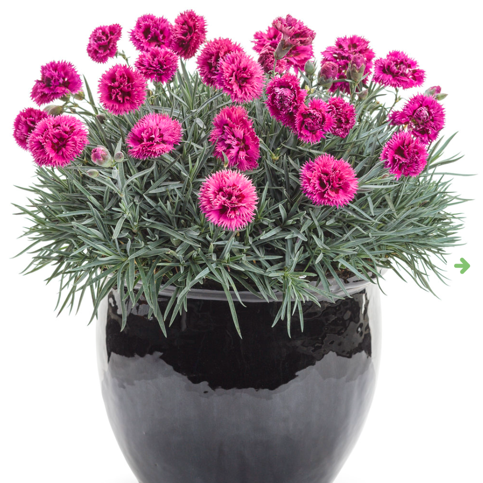 Fruit Punch® 'Spiked Punch' Dianthus