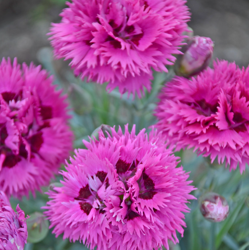 Fruit Punch® 'Spiked Punch' Dianthus