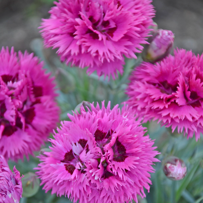 Fruit Punch® 'Spiked Punch' Dianthus