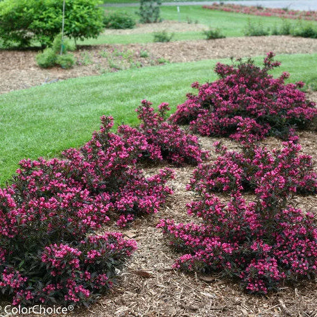 Spilled Wine Weigela | Weigela florida