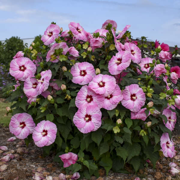 'Spinderella' Hibiscus