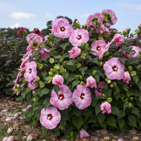 'Spinderella' Hibiscus