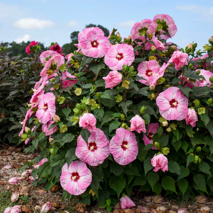 'Spinderella' Hibiscus