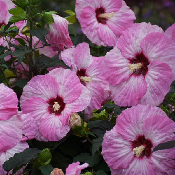 'Spinderella' Hibiscus