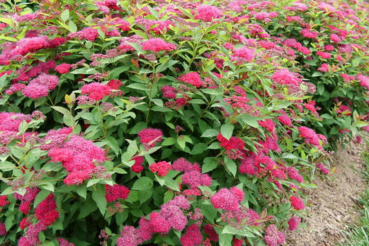 Double Play Doozie® Spirea | Spiraea x 'NCSX2'