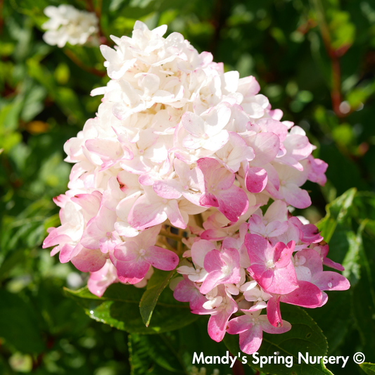 First Editions® Spring Sizzle® Hydrangea | Hydrangea paniculata