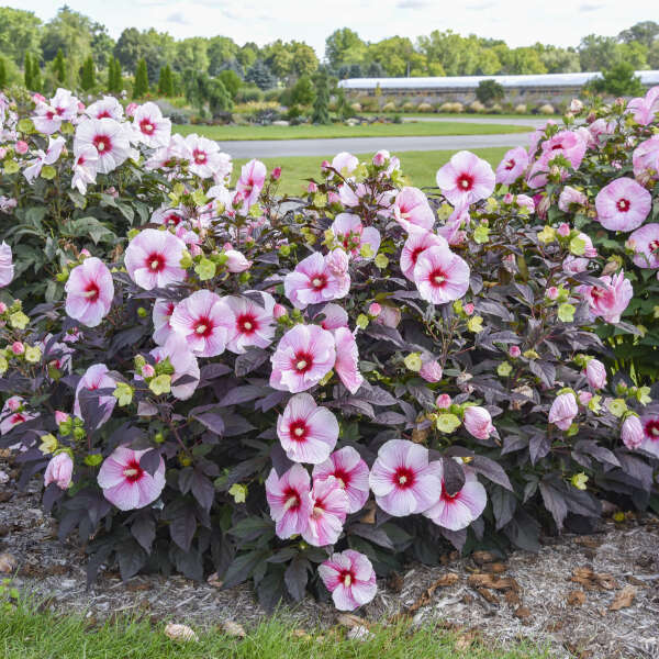 'Starry Starry Night' Hibiscus