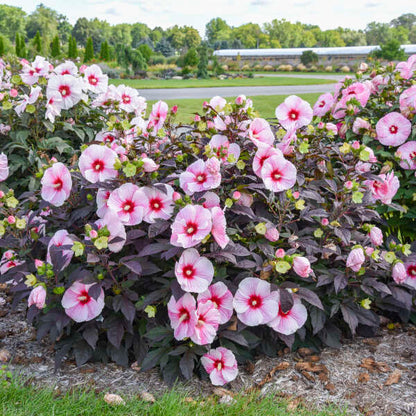 'Starry Starry Night' Hibiscus