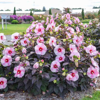 'Starry Starry Night' Hibiscus