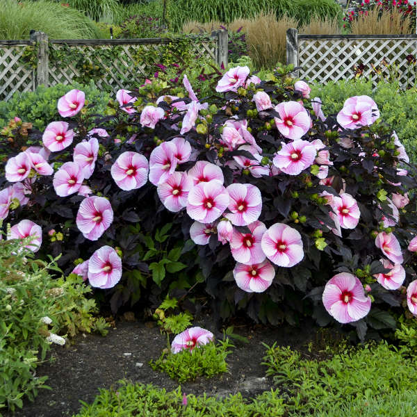 'Starry Starry Night' Hibiscus