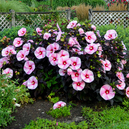 'Starry Starry Night' Hibiscus