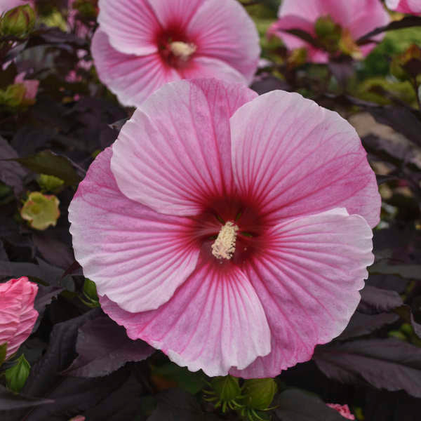 'Starry Starry Night' Hibiscus