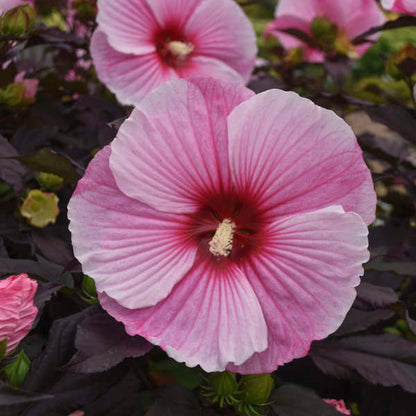 'Starry Starry Night' Hibiscus