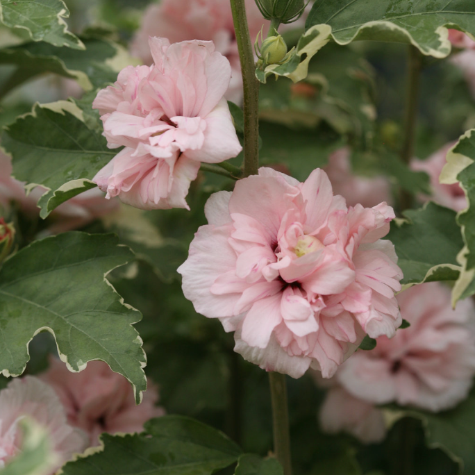 Sugar Tip® Rose of Sharon | Hibiscus syriacus