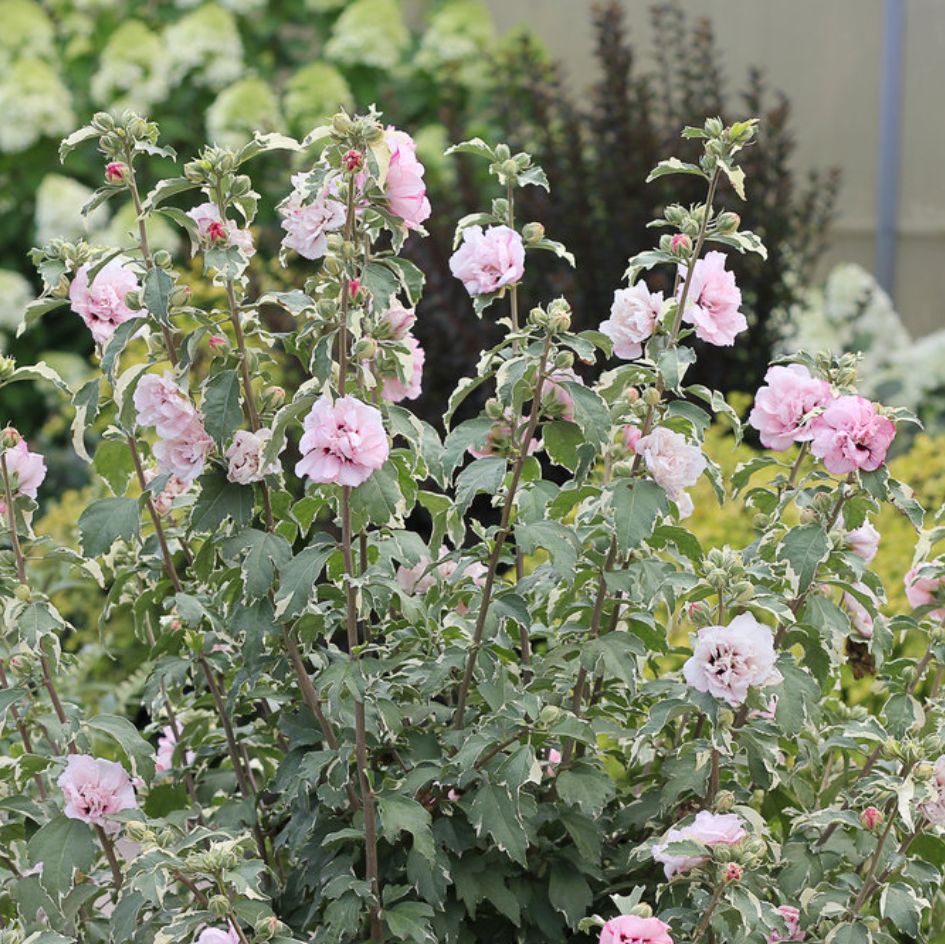 Sugar Tip® Rose of Sharon | Hibiscus syriacus