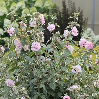 Sugar Tip® Rose of Sharon | Hibiscus syriacus