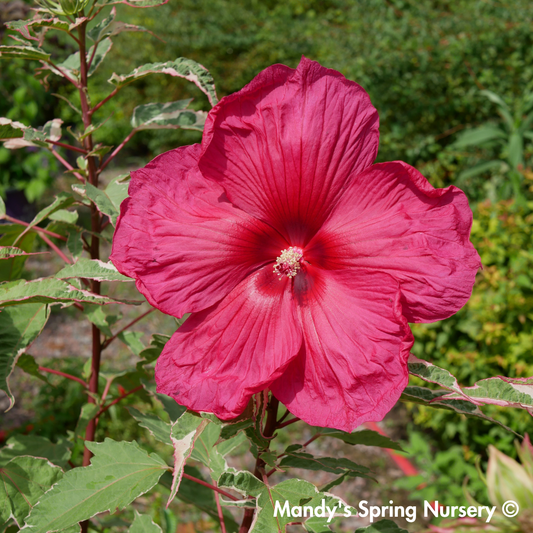 'Summer Carnival' Hibiscus