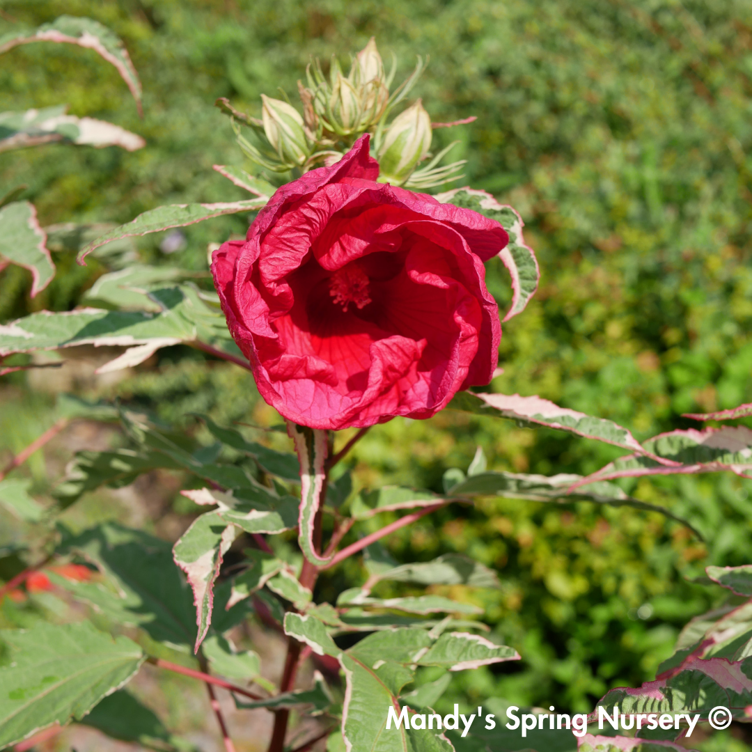 'Summer Carnival' Hibiscus