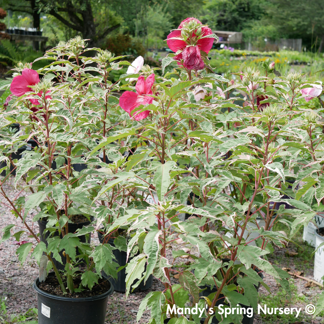 'Summer Carnival' Hibiscus
