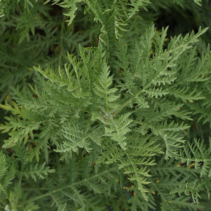 SunFern™ Olympia Russian Wormwood | Artemesia gmellini