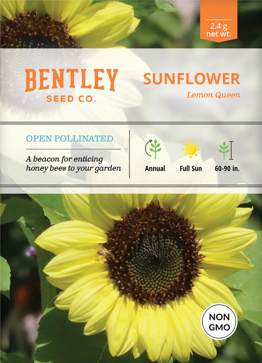 Sunflower Lemon Queen ( NON GMO)