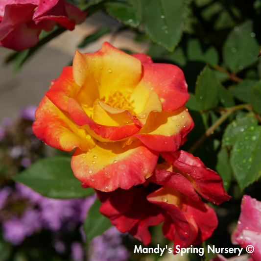 Sunset Horizon Floribunda Rose Tree-Form | Rosa