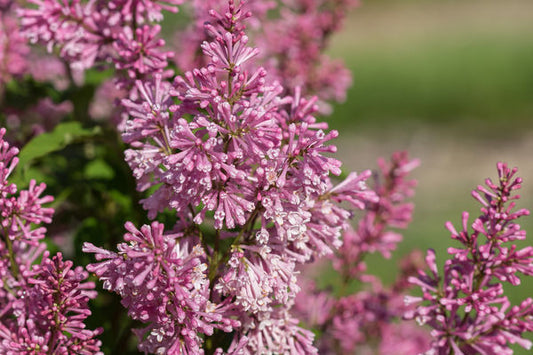 Pinktini™ Lilac | Syringa x prestoniae 'Jeftini' PP32,724