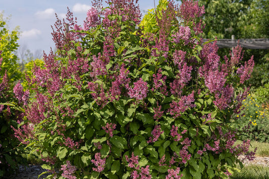 Pinktini™ Lilac | Syringa x prestoniae 'Jeftini' PP32,724