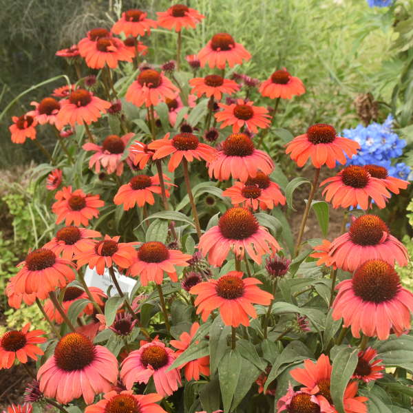 'Tanager' Coneflower | Echinacea hybrid